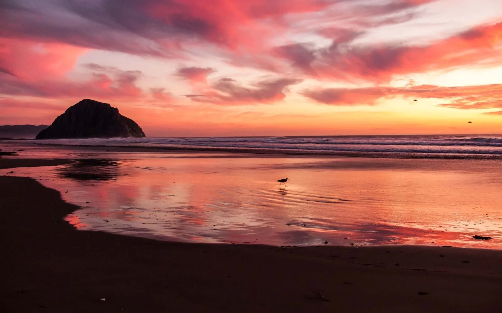 Pôr do sol em coral e rosa, pássaro caminhando sozinho na praia úmida que reflete o céu